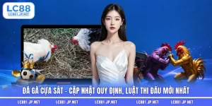 Đá Gà Cựa Sắt - Cập Nhật Quy Định, Luật Thi Đấu Mới Nhất