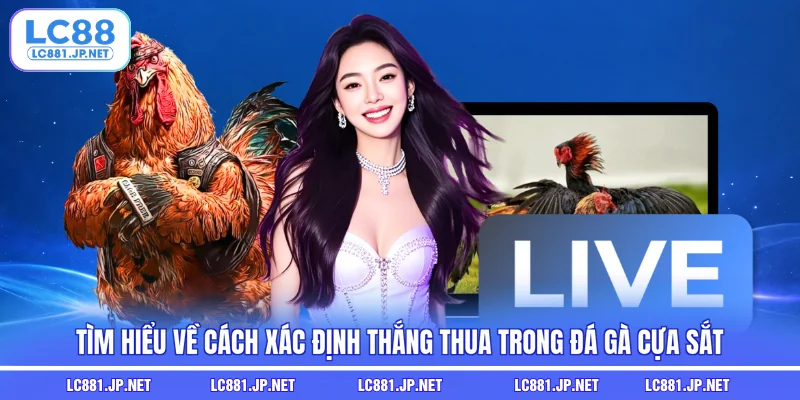 Tìm hiểu về cách xác định thắng thua trong đá gà cựa sắt